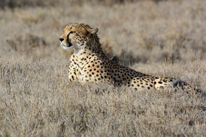 Cheetah on Safari in Kenya, Africa with Safaris Unlimited