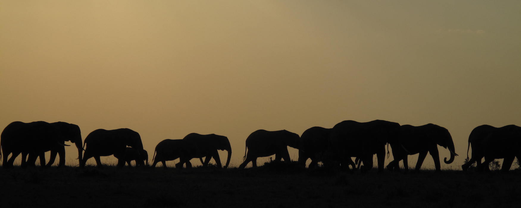 Safaris Unlimited, Kenya Wildlife Safaris.